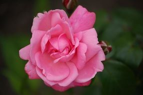 pink delicate rose petals