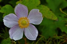 white anemone flower in a botanical garden