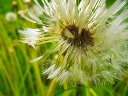 Dandelion seeds on the stem close-up on blurred background