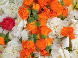 orange calendula, white roses and red carnation