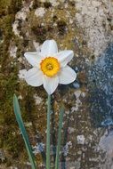 white daffodil