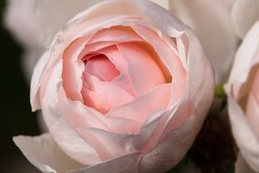 Pale pink lush rose closeup