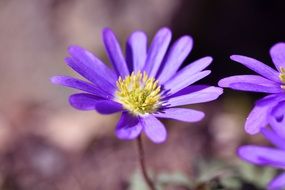 purple balkan anemone flower macro view