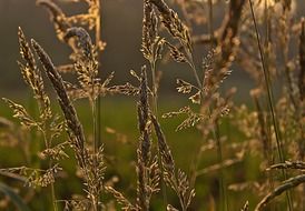 cereal grass under sunshine on a blurred background