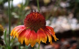 Beautiful sun hat flowers