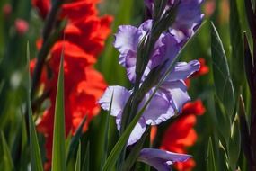 red and purple gladiolus flowers