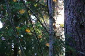 mixed autumn forest