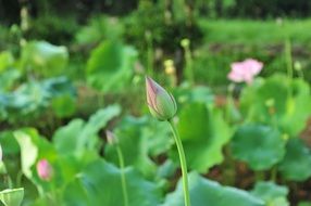 small delicate bud in the garden