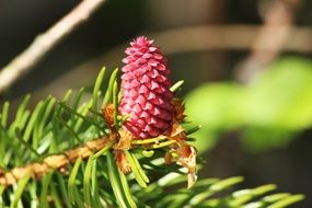 pink pine cones tap