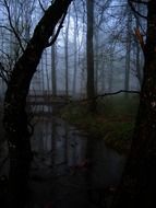 foggy forest in the evening, germany