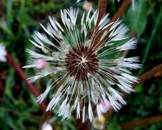 dandelion flower wet after rain