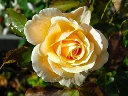 delicate yellow rose blossom on a blurred background