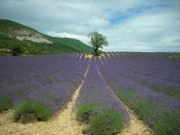 lavender plantations