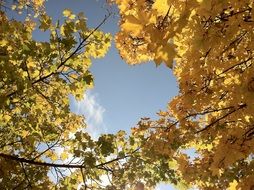 Yellow tree leaves on a sunny day