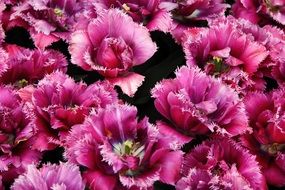 tulips flowers garden spring plant
