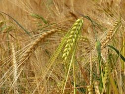 ripening barley spikes in field