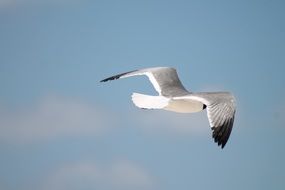 seagull in the sky over the ocean closeup