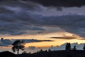 evening tree sunset
