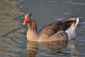 duck on the water in the lake