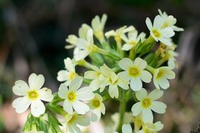 blossom of cowslip plants