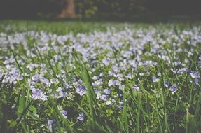 spring blue flowers on the meadow