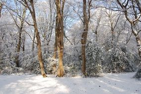 snowy forest on a sunny day