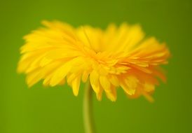 Photo of the yellow flower