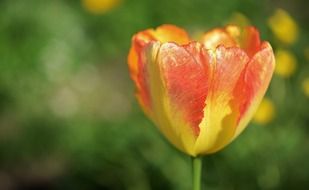 irresistible flower tulip