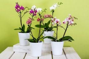 orchids in white pots