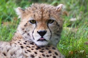 Cub of the cheetah