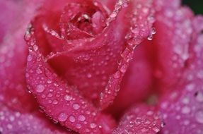 pink rose flower with water drops