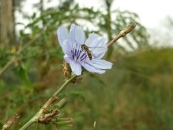 insect on chicory