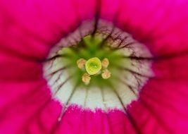 pestle and pollen of the pink flower close up