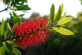 red flowers callistemon citrinus