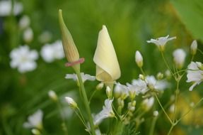 closed yellow flower buds in a field