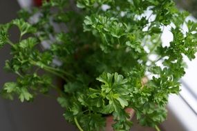 green potted parsley herbs