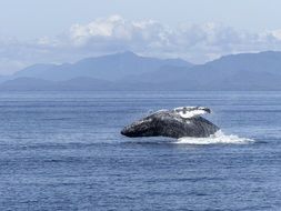 humpback whale in wildlife