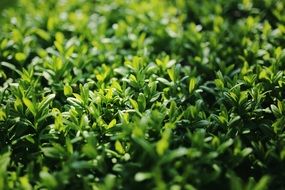 green privet leaves