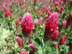 landscape of meadow of red clover plants