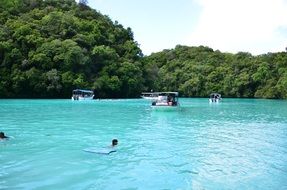 dolphin watching in Palau