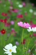 blooming meadow flowers