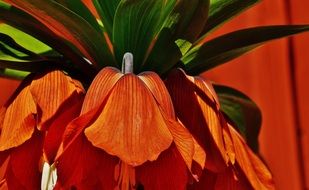 big red tropical flower