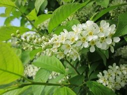 prunus padus, bird cherry blossoms