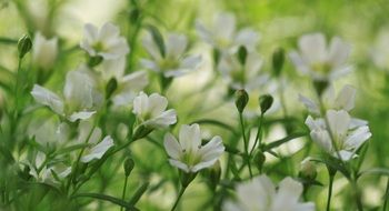 beautiful and delightful flowers