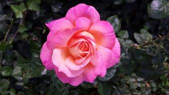 Picture of pink rose flower close-up on blurred background