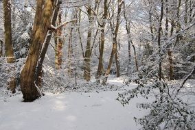 snowy forest in wintry day