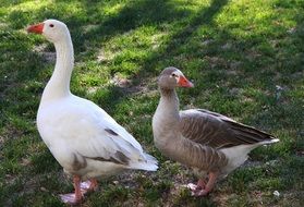 white and gray goose