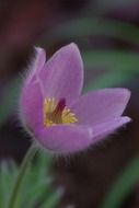 pink spring blossom flower macro