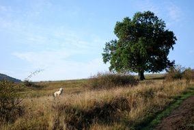 Landscape with the tree on the meadow