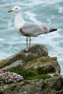 sea bird on a stone near the water close up